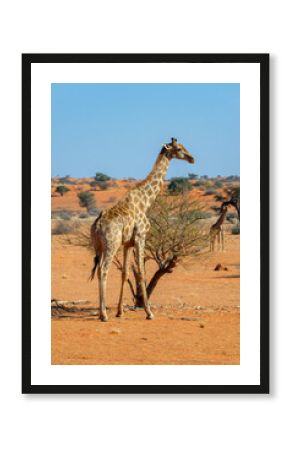 Two giraffes, giraffe portrait, wildlife safari and game drive in the Kalahari desert of Namibia, Africa