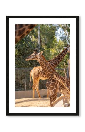 Baby giraffe and Giraffes a a zoo.