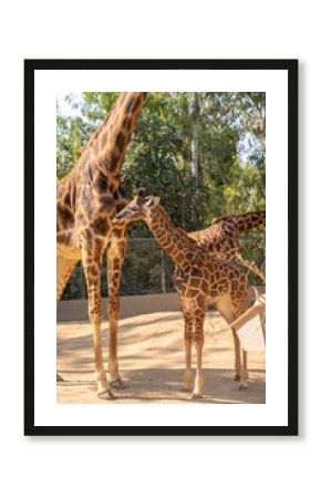 Baby giraffe and Giraffes a a zoo.