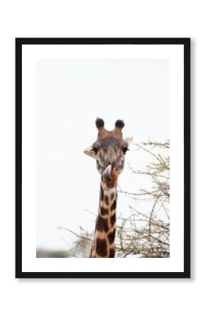Portrait of an eating giraffe