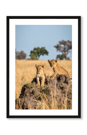 Two lion cubs on a termite mound (1)
