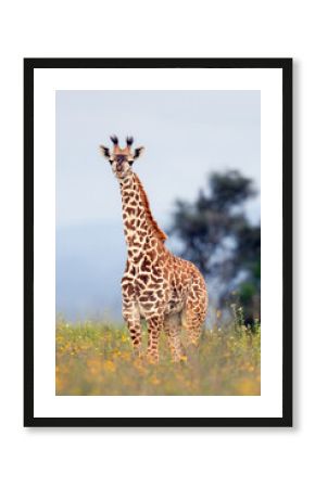 A giraffe on the Savannah in Masai Mara National Park, Kenya in a field of wildflowers.