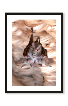Three heart nose bats hanging in rafters.