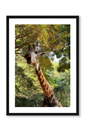 giraffe in the zoo