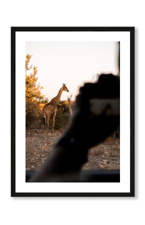 Giraffe standing in golden evening light viewed from behind a photographer