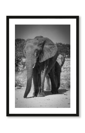 Black and white portrait of an African elephant walking on dry ground