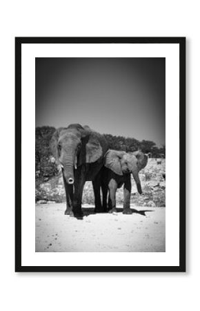 African elephant mother and calf in black and white standing in the savanna