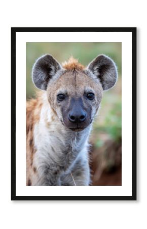 hyena in the serengeti national park tanzania africa, Close-up Portrait of a Spotted Hyena in the Wild
