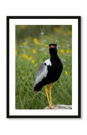 Weißflügeltrappe (Afrotis afraoides)