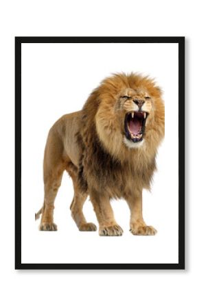 Roaring lion in wildlife isolated on transparent background