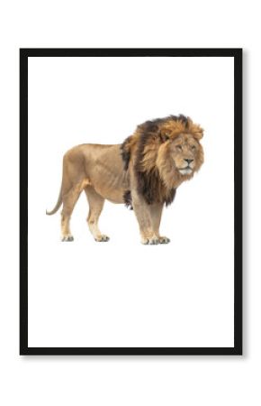 3D render of a lion on transparent background. The lion is standing upright with huge mane