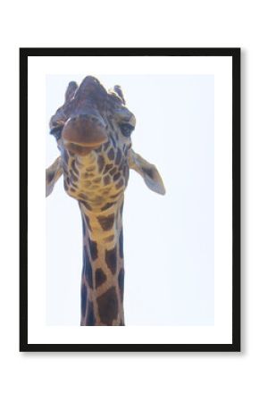 retrato de jirafa