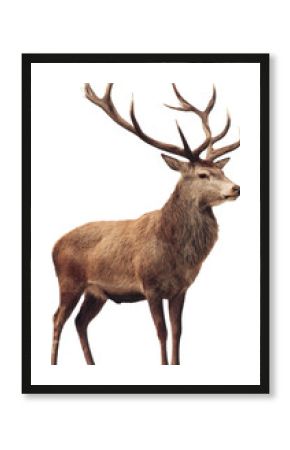 Majestic red deer stag with large antlers, isolated side profile