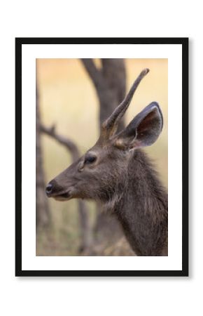Sambar deer in the woods Close Up
