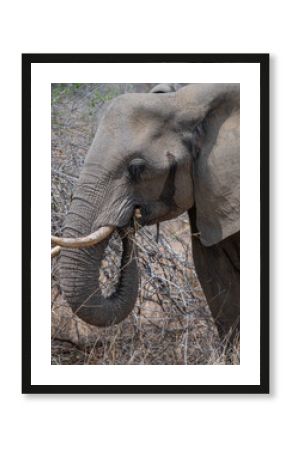 Elephant in the bush of Kruger National Park South Africa