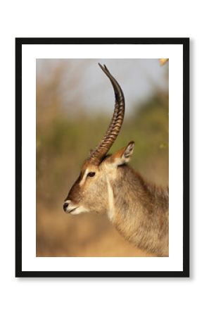 waterbuck bull  in kruger national park