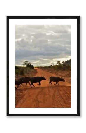 Group of African Buffaloes on a Safari Trail