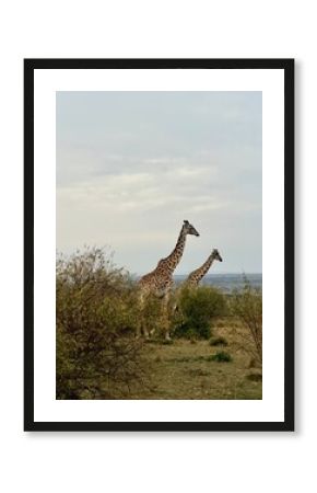 giraffe, masai mara