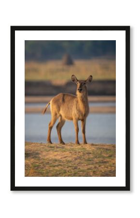 Female common waterbuck stands staring near river