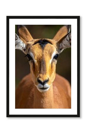 Close-up view of an impala's face, displaying its brown fur, large ears, and black markings