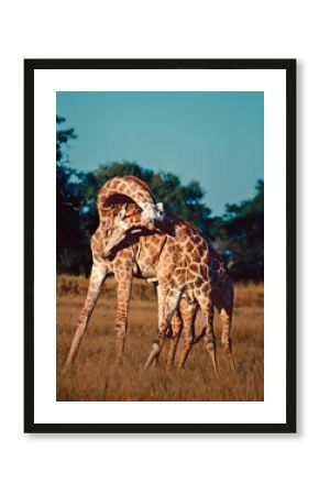 Giraffes necking