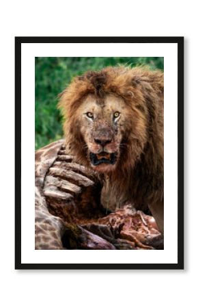 Lion in the wild devouring prey in Tanzania safari