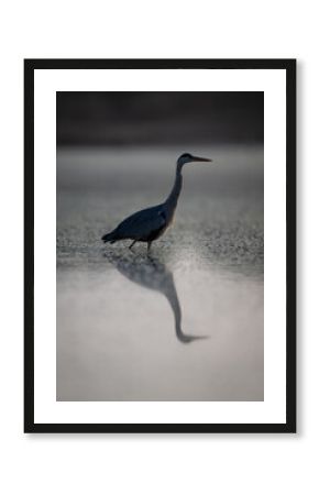 Grey heron walks backlit across calm pool