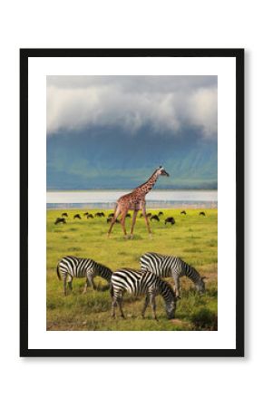 Zebras and giraffe in the Ngorongoro Crater. Africa. Tanzania.