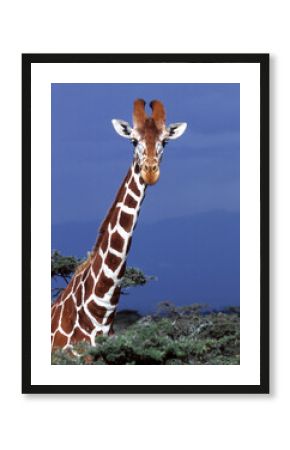 Giraffe, Looking at You
