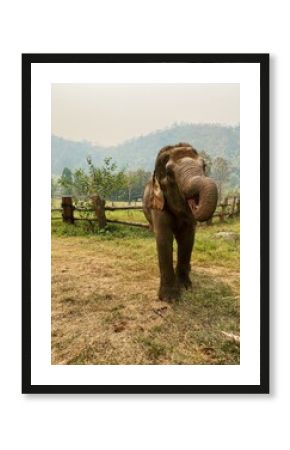 Asian Elephant in Northern Thailand 