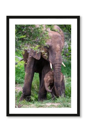 Mighty Elephant Family in Kruger National Park’s Wilderness
