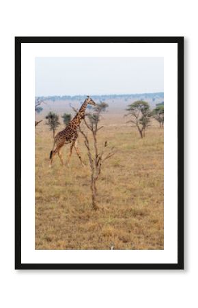giraffe walking in the savannah