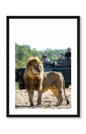 A portrait of a male lion, Panthera leo, with a safari vehicle behind him.