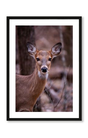 Whitetail deer headshot holding plant