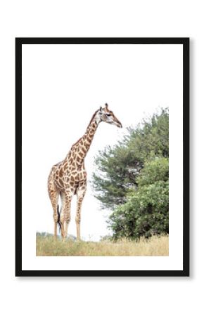 Giraffe isolated in white background in Kruger National park, South Africa   Specie Giraffa camelopardalis family of Giraffidae