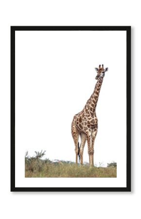 Giraffe isolated in white background in Kruger National park, South Africa   Specie Giraffa camelopardalis family of Giraffidae