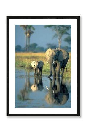 Elephants drinking, savanna, reflection