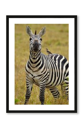 Zebra hanging out with bird 