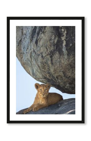 a lion cub sitting under a huge rock formation in Serengeti