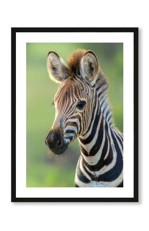 Portrait of a baby zebra (Equus burchelli) in the Kruger National Park in South Africa