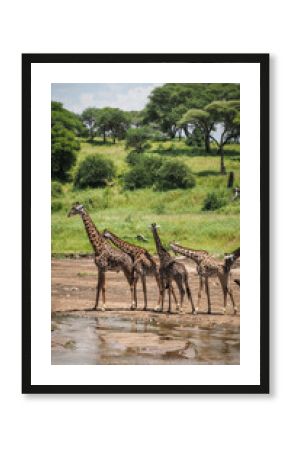 A giraffe seen in Tarangire National Park in Tanzania