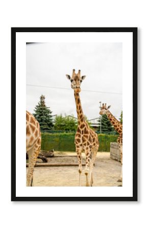 giraffe in the wild