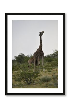 giraffe in the savannah
