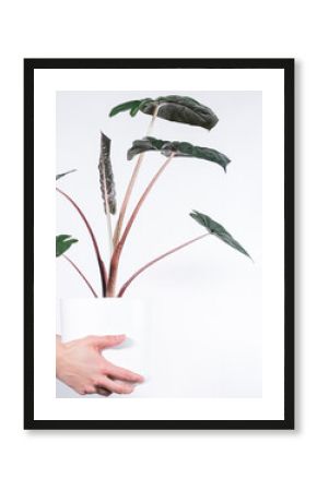 Vertical shot of a person holding a potted alocasia Yucatan princess against a white background