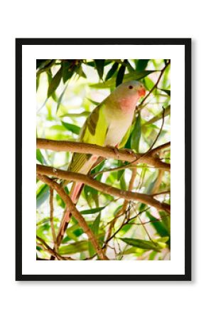 the princess parrot is perched in a tree