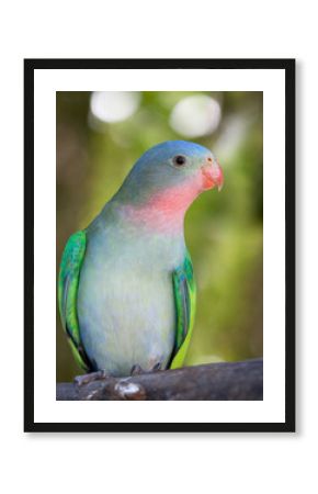 a portrait of a princess parakeet