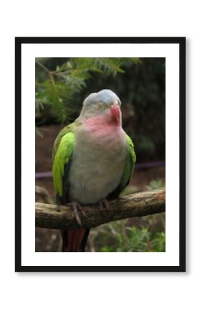 princess parrot