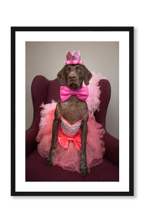 Portrait of a German shorthaired pointer sitting on a chair dressed as a princess