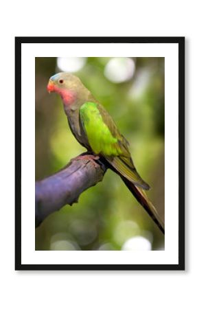 a portrait of a princess parakeet