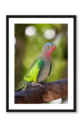 a portrait of a princess parakeet